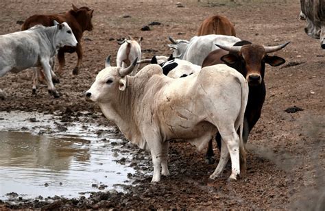  The Great Zimbabwean Cattle Collapse: A Pivotal Moment in Medieval African Trade and Societal Structure